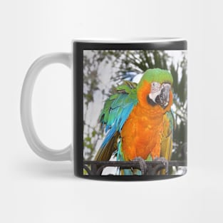 Harlequin Macaw Mug